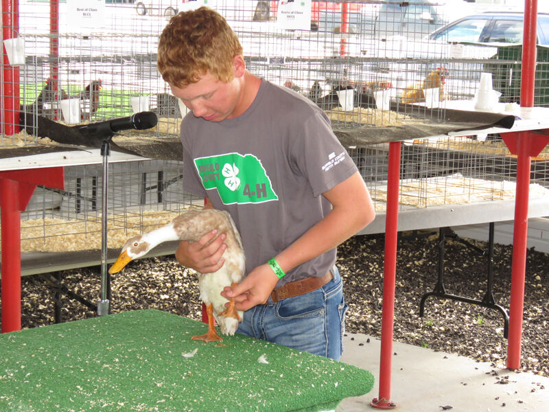 Poultry, showmanship, Noah Summers, Gibbon